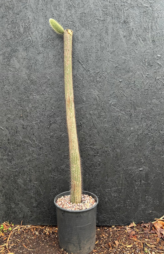 Cipocereus bradei (ET26) COLLECTION ONLY