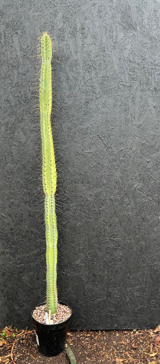 Cereus forbesii (ET28) COLLECTION ONLY