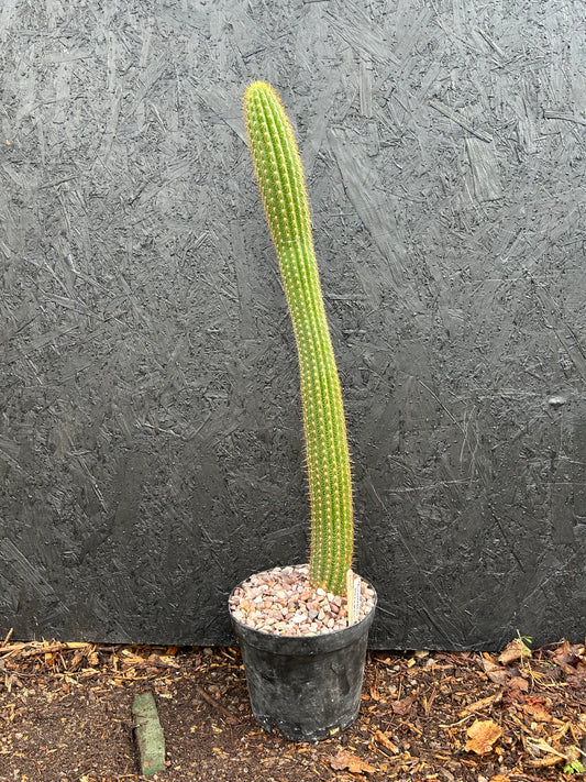 Trichocereus spachianus (ET29) COLLECTION ONLY