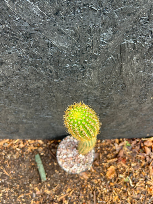 Trichocereus spachianus (ET29) COLLECTION ONLY