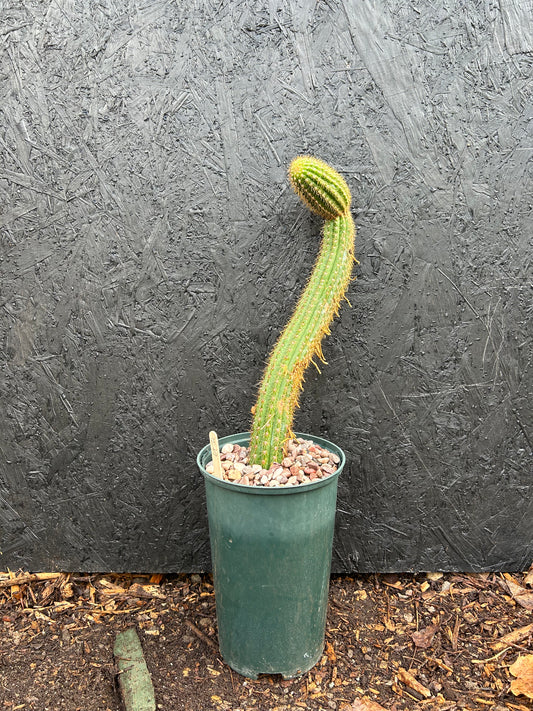 Trichocereus spachianus (ET30)
