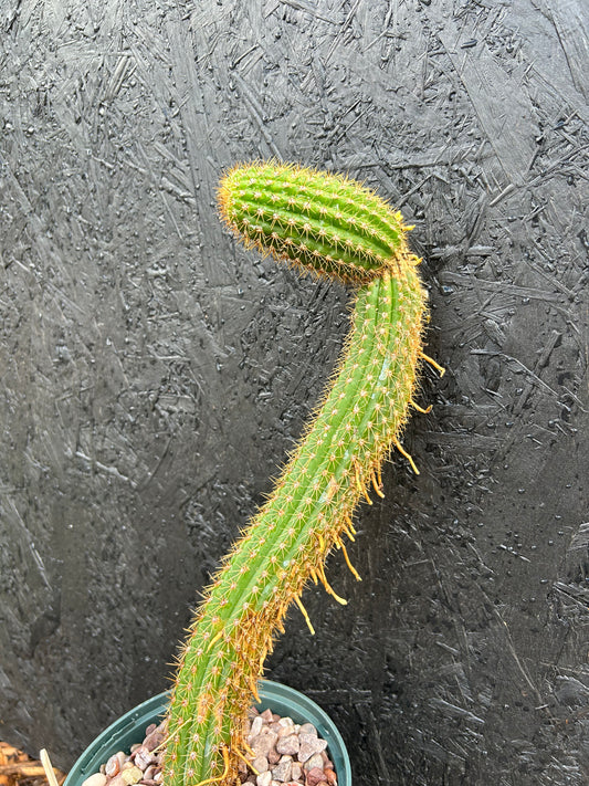 Trichocereus spachianus (ET30)