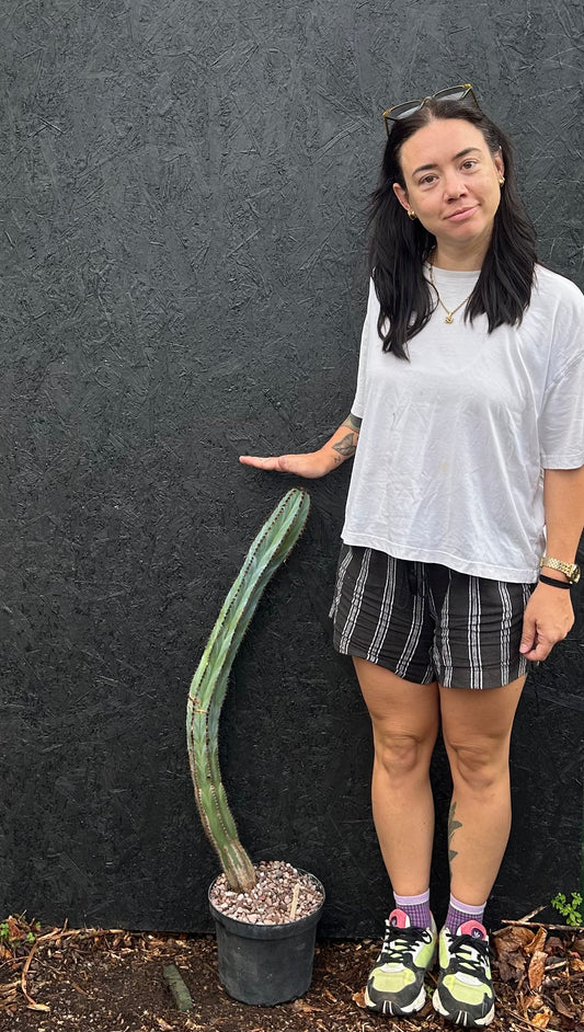 Pilosocereus magnificus (ET31) COLLECTION ONLY