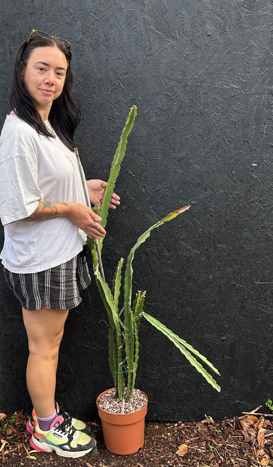 Epiphyllum ackermannii (ET32) COLLECTION ONLY