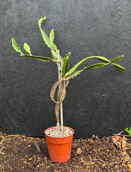 Epiphyllum species (ET36) COLLECTION ONLY