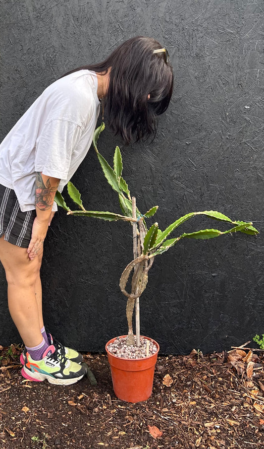 Epiphyllum species (ET36) COLLECTION ONLY