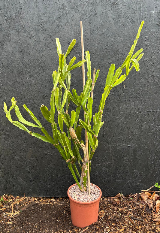 Epiphyllum species (ET38) COLLECTION ONLY