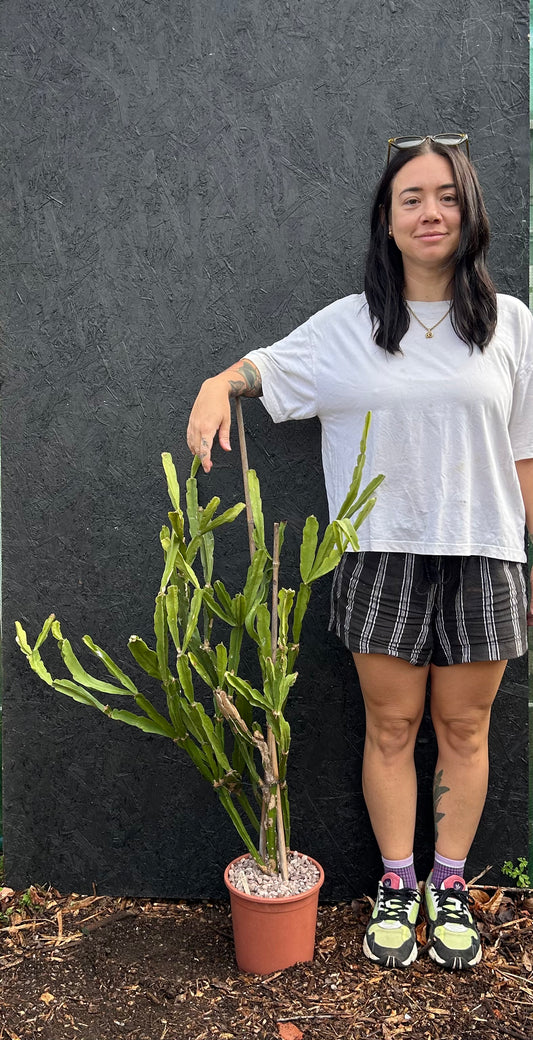 Epiphyllum species (ET38) COLLECTION ONLY