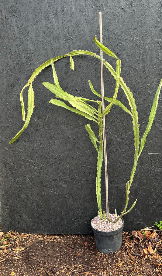 Epiphyllum ackermannii (ET39) COLLECTION ONLY
