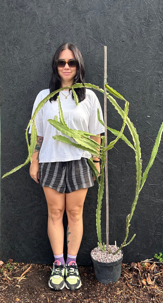 Epiphyllum ackermannii (ET39) COLLECTION ONLY
