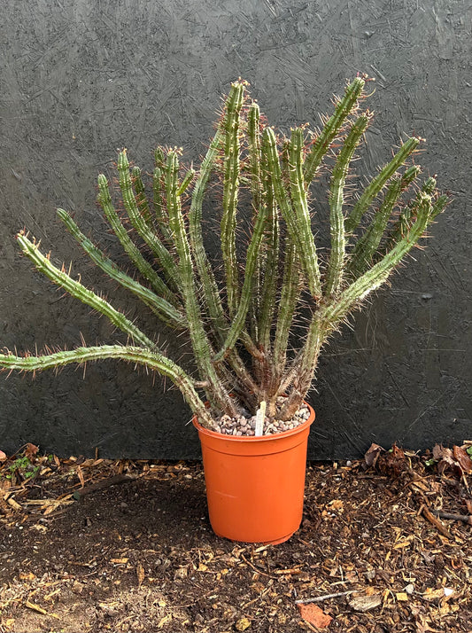 Euphorbia enopla (ET40) COLLECTION ONLY