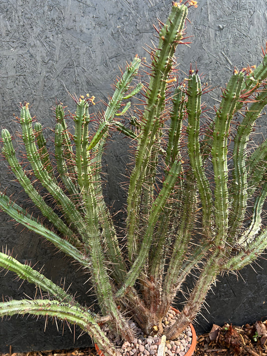 Euphorbia enopla (ET40) COLLECTION ONLY