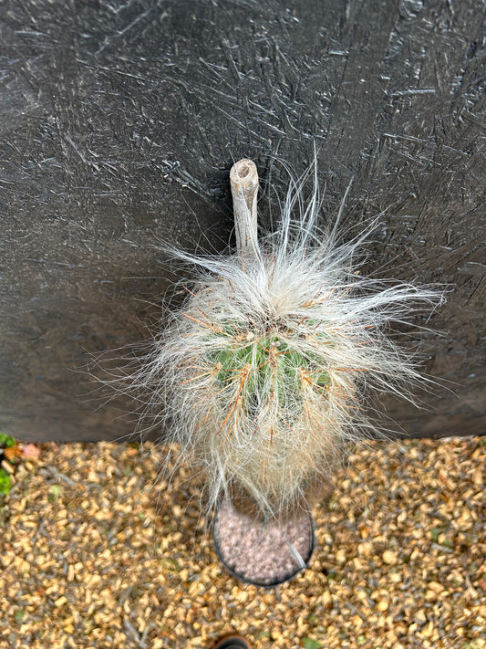 Espostoa procera (ET51) COLLECTION ONLY