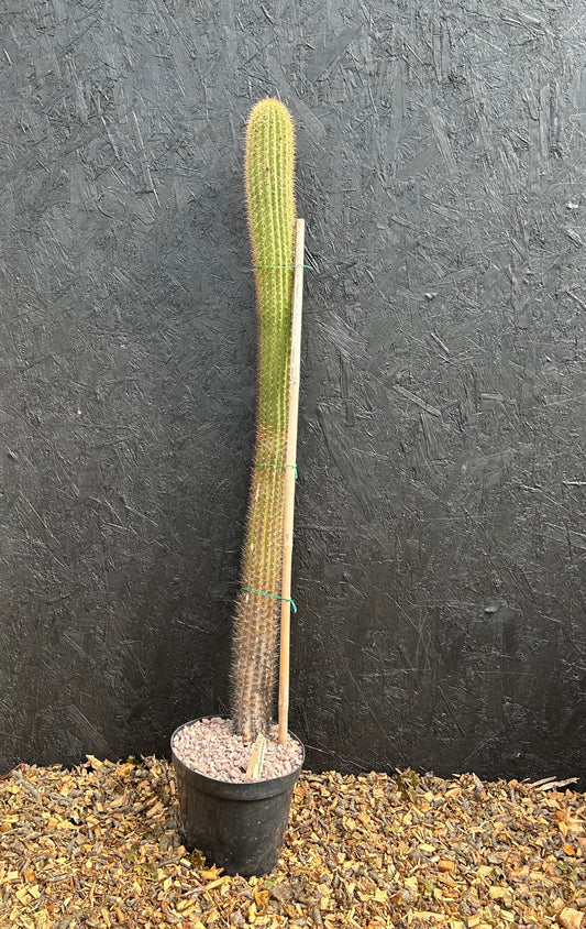 Cephalocleistocactus species (ET42) COLLECTION ONLY