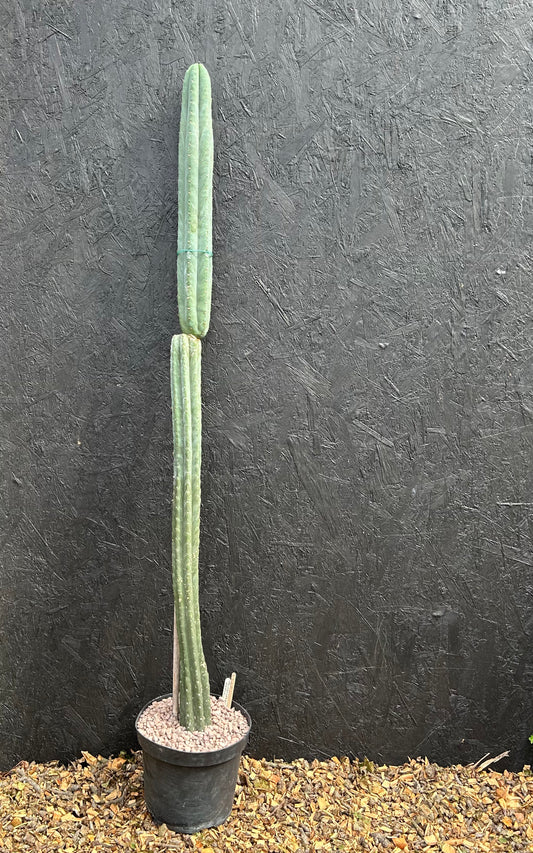 Trichocereus macrogonus 'San Pedro Cactus' (ET43) COLLECTION ONLY