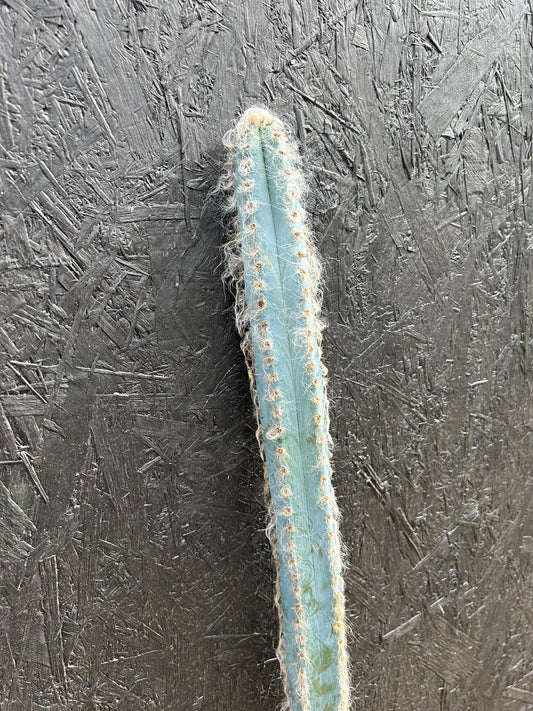 Pilosocereus pachycladus (ET44) COLLECTION ONLY