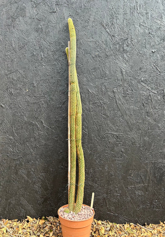 Borzicactus samaipatanus (ET45) COLLECTION ONLY