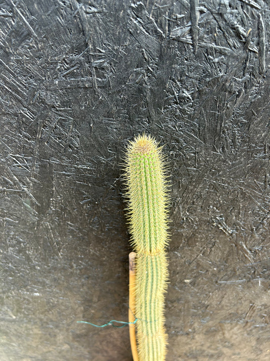Cleistocactus wendlandiorum (ET46) COLLECTION ONLY