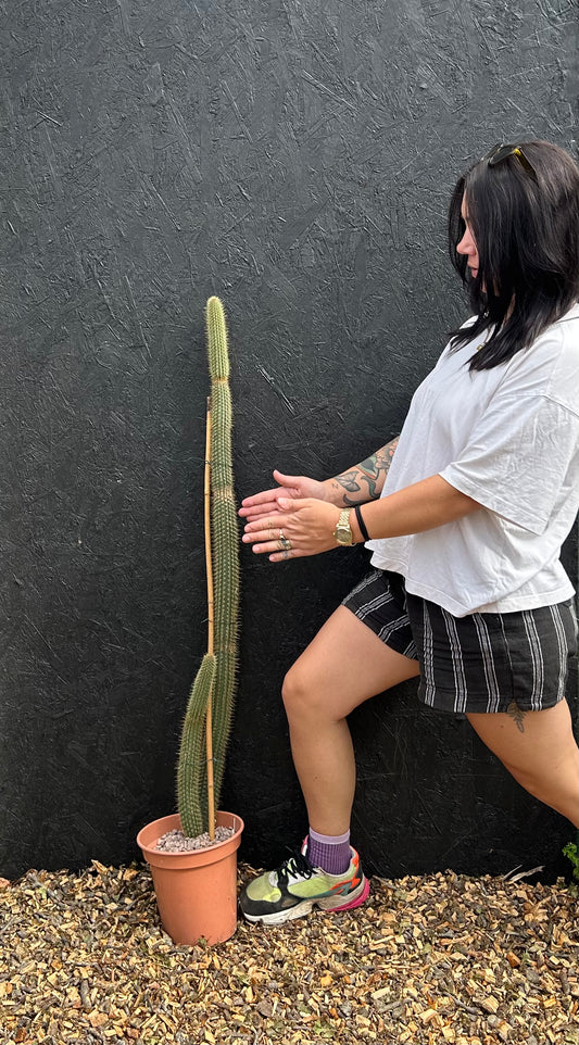 Cleistocactus wendlandiorum (ET46) COLLECTION ONLY