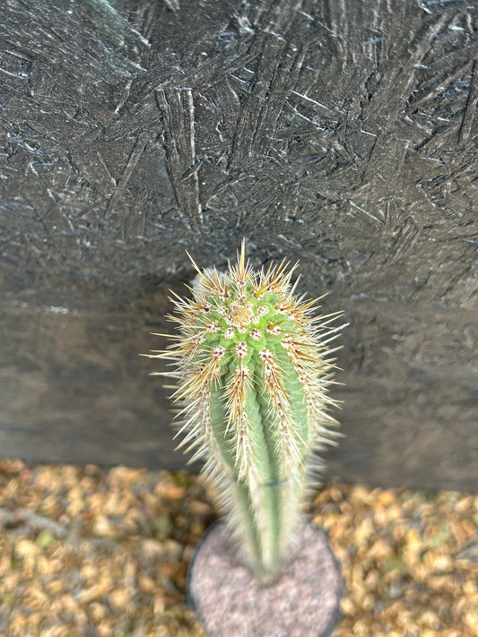 Weberbauerocereus cuzcoensis (ET47) COLLECTION ONLY