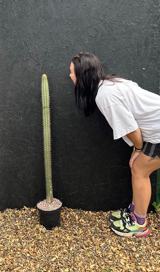 Weberbauerocereus cuzcoensis (ET47) COLLECTION ONLY