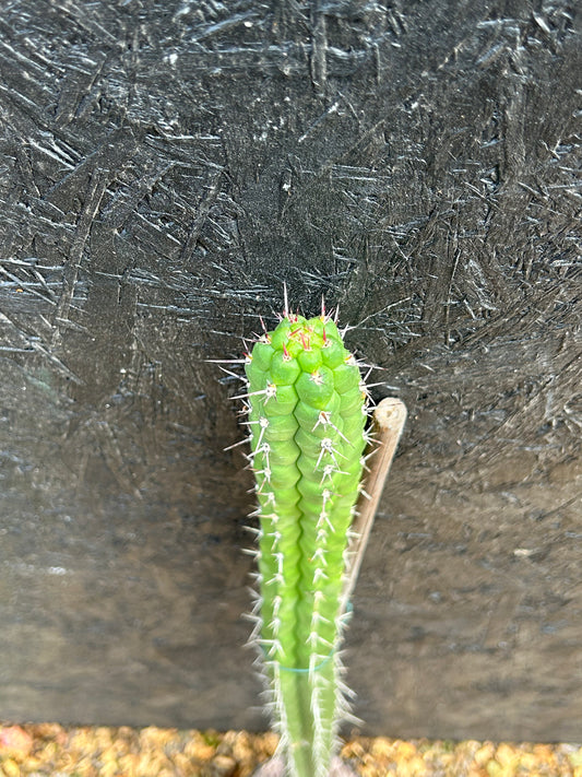 Rauhocereus riosaniensis (ET48) COLLECTION ONLY