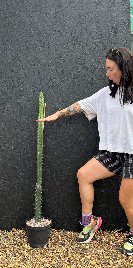 Rauhocereus riosaniensis (ET48) COLLECTION ONLY
