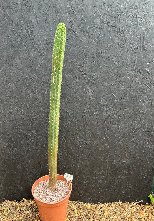 Borzicactus plagiostoma (ET49) COLLECTION ONLY
