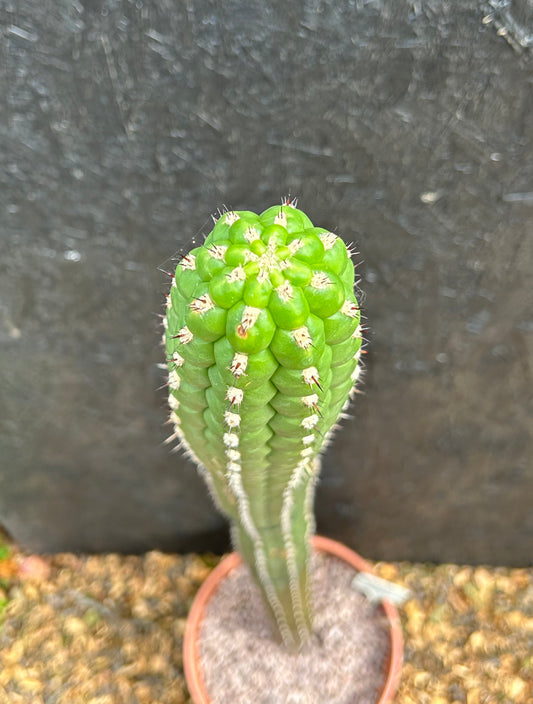Borzicactus plagiostoma (ET49) COLLECTION ONLY