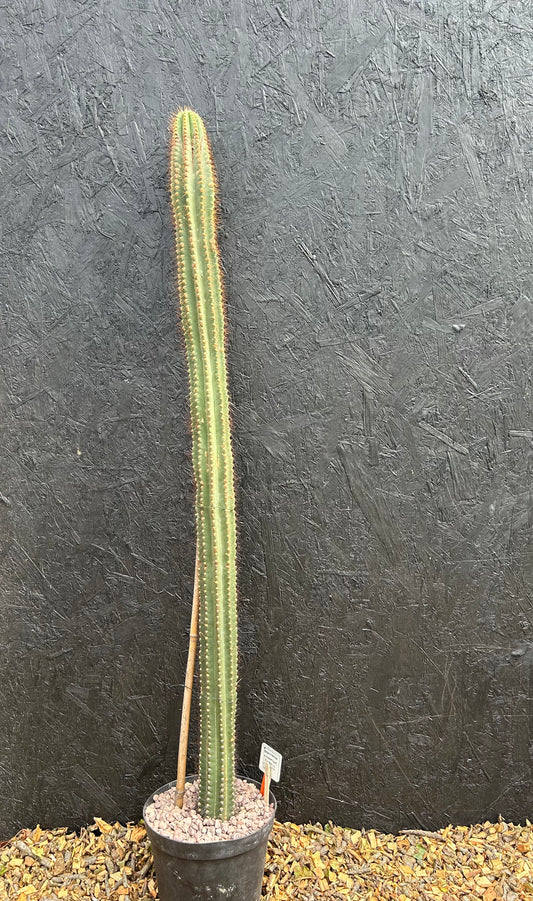 Browningia amstutziae (ET50) COLLECTION ONLY