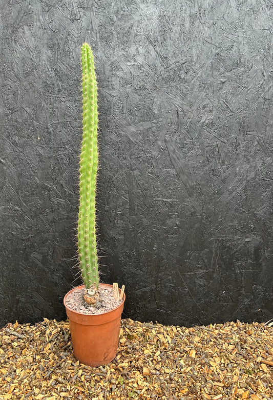 Corryocactus species (ET54) COLLECTION ONLY