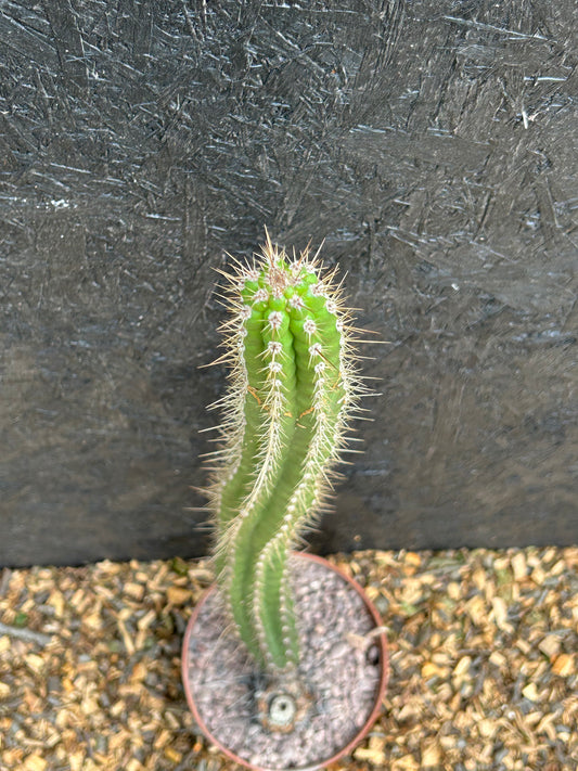 Corryocactus species (ET54) COLLECTION ONLY