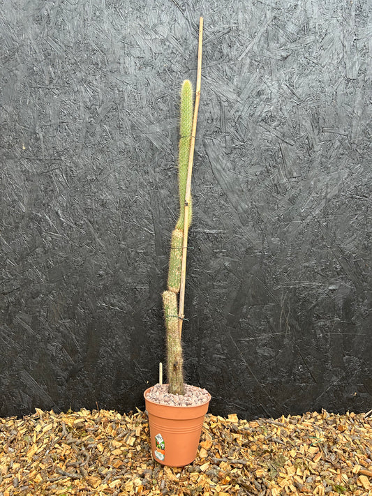 Cleistocactus candelilla (ET55) COLLECTION ONLY