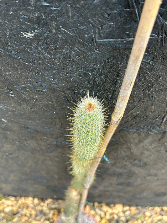 Cleistocactus candelilla (ET55) COLLECTION ONLY