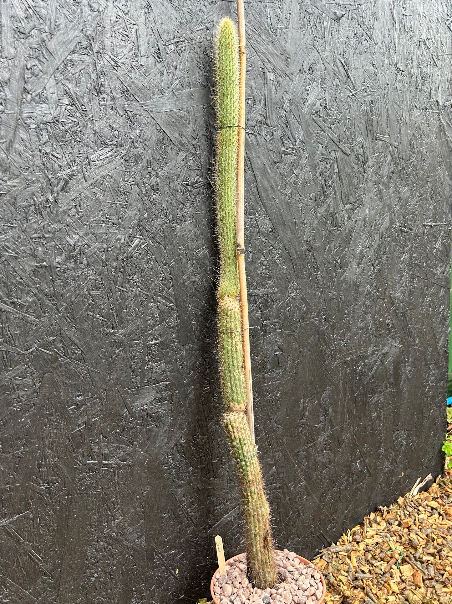 Cleistocactus candelilla (ET55) COLLECTION ONLY