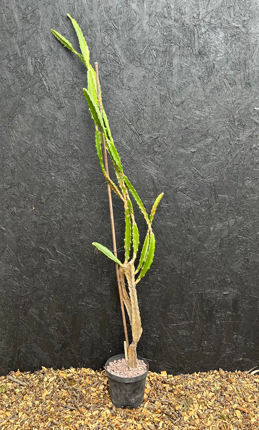 Epiphyllum species (ET56) COLLECTION ONLY