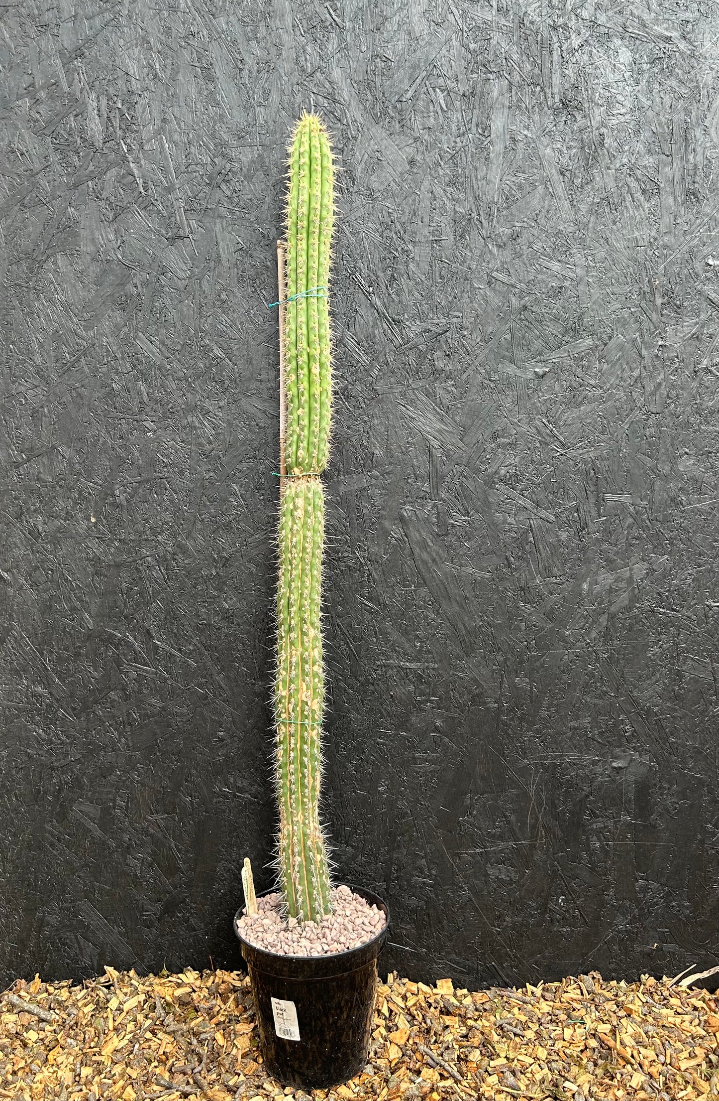 Eulychnia (Trichocereus) spinibarbis (ET57) COLLECTION ONLY