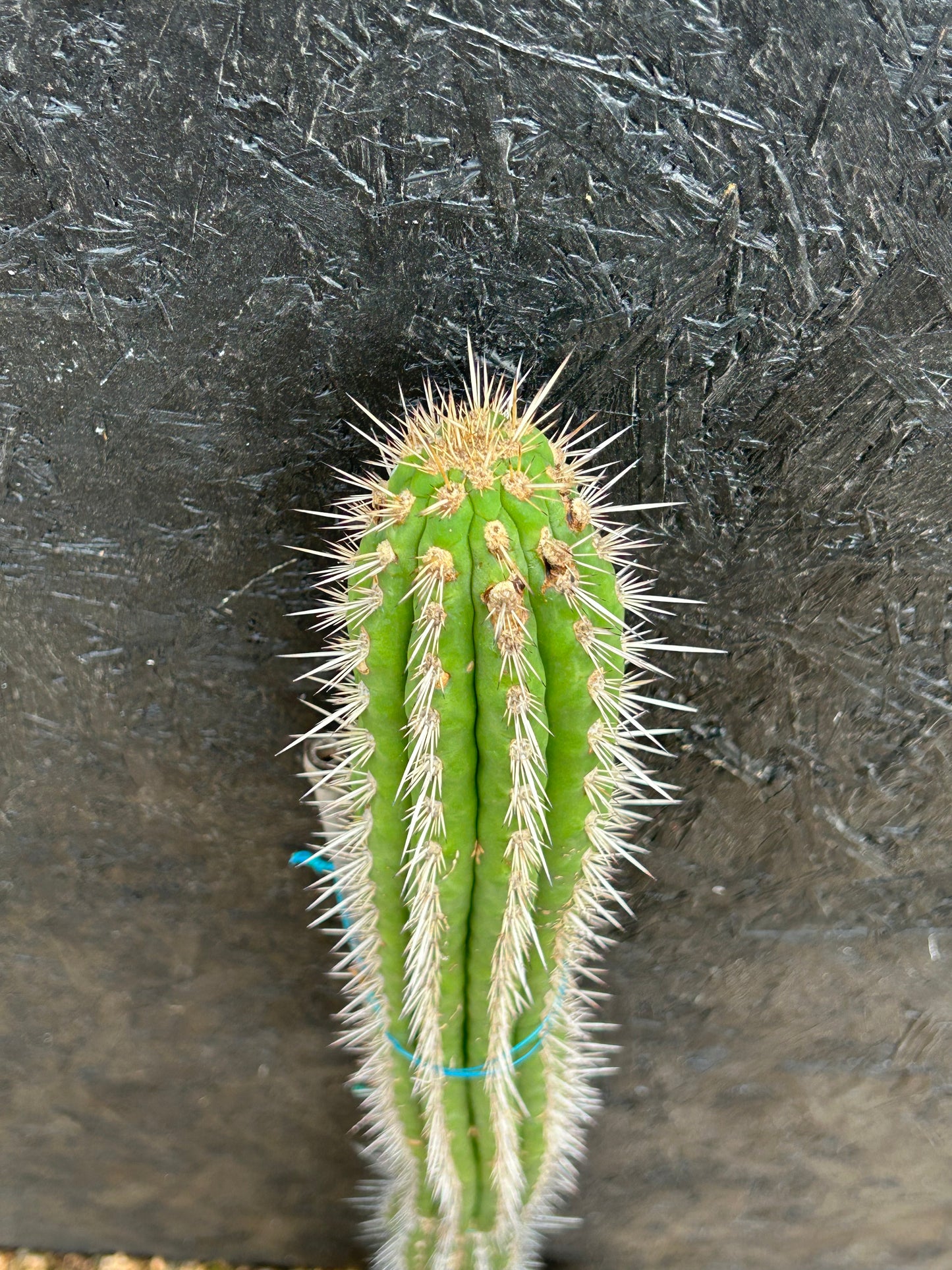 Eulychnia (Trichocereus) spinibarbis (ET57) COLLECTION ONLY