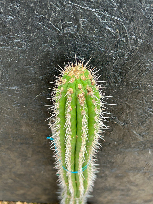 Eulychnia (Trichocereus) spinibarbis (ET57) COLLECTION ONLY