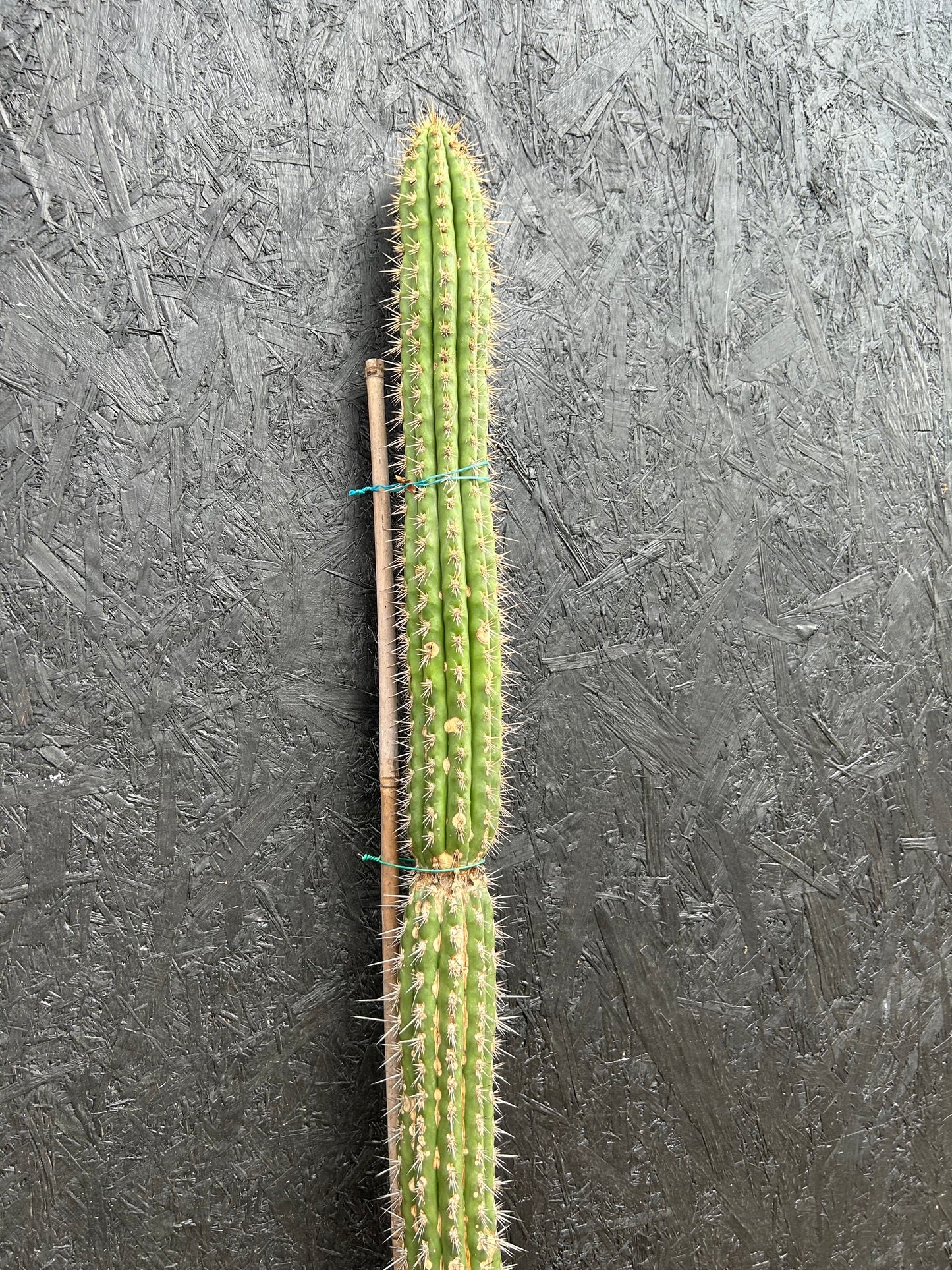 Eulychnia (Trichocereus) spinibarbis (ET57) COLLECTION ONLY