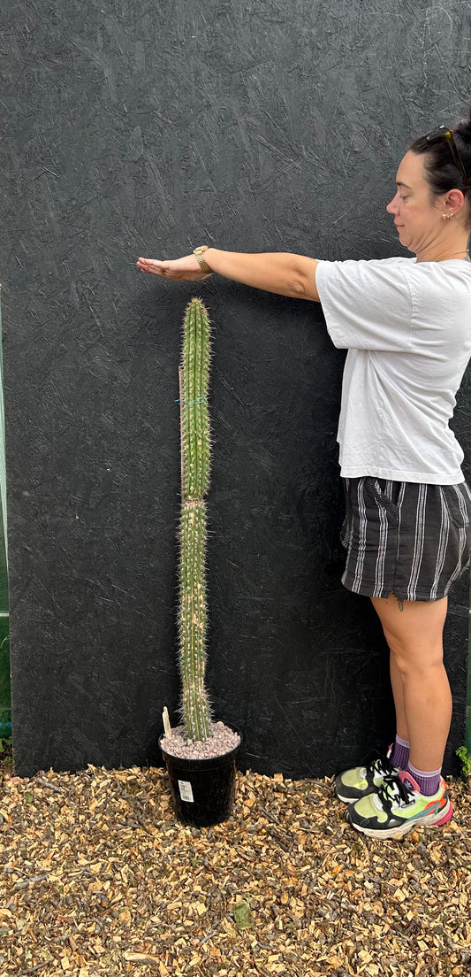 Eulychnia (Trichocereus) spinibarbis (ET57) COLLECTION ONLY