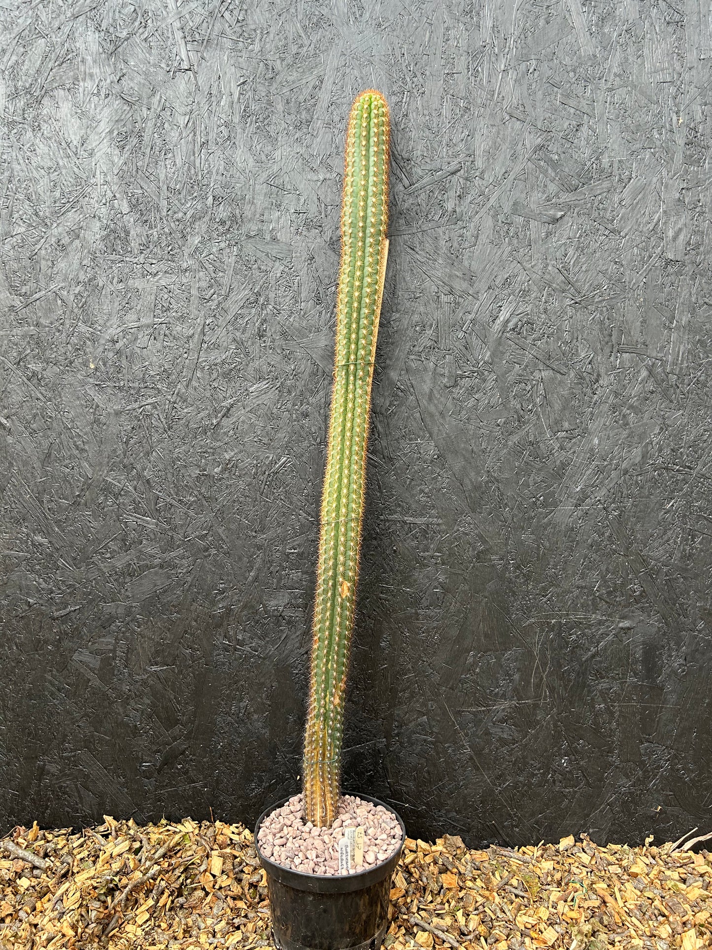 Borzicactus neoroezlii (ET57B) COLLECTION ONLY