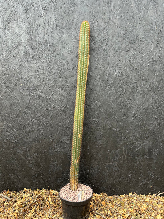 Borzicactus neoroezlii (ET57B) COLLECTION ONLY