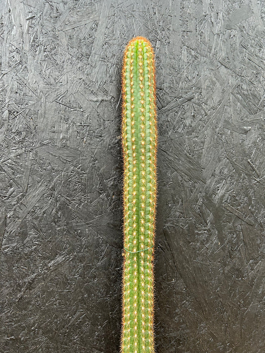 Borzicactus neoroezlii (ET57B) COLLECTION ONLY