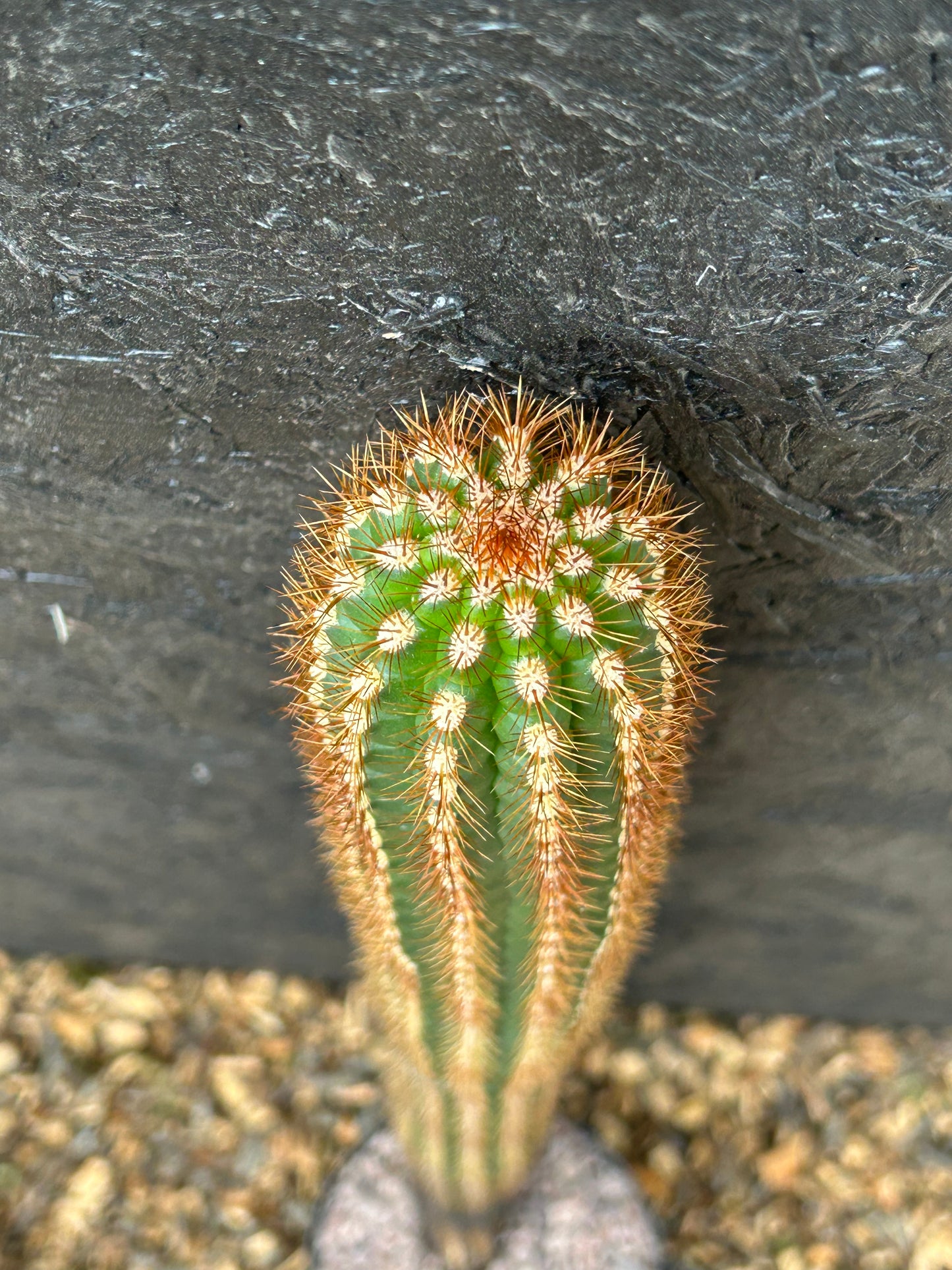 Borzicactus neoroezlii (ET57B) COLLECTION ONLY