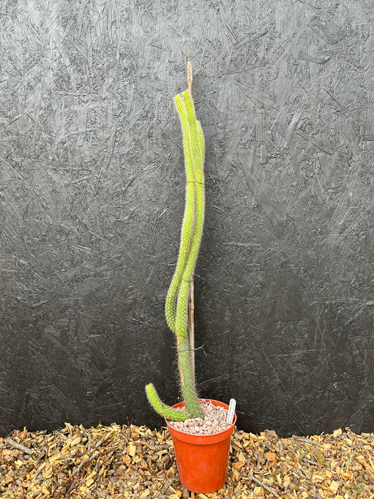 Cleistocactus baumannii  (ET58) COLLECTION ONLY