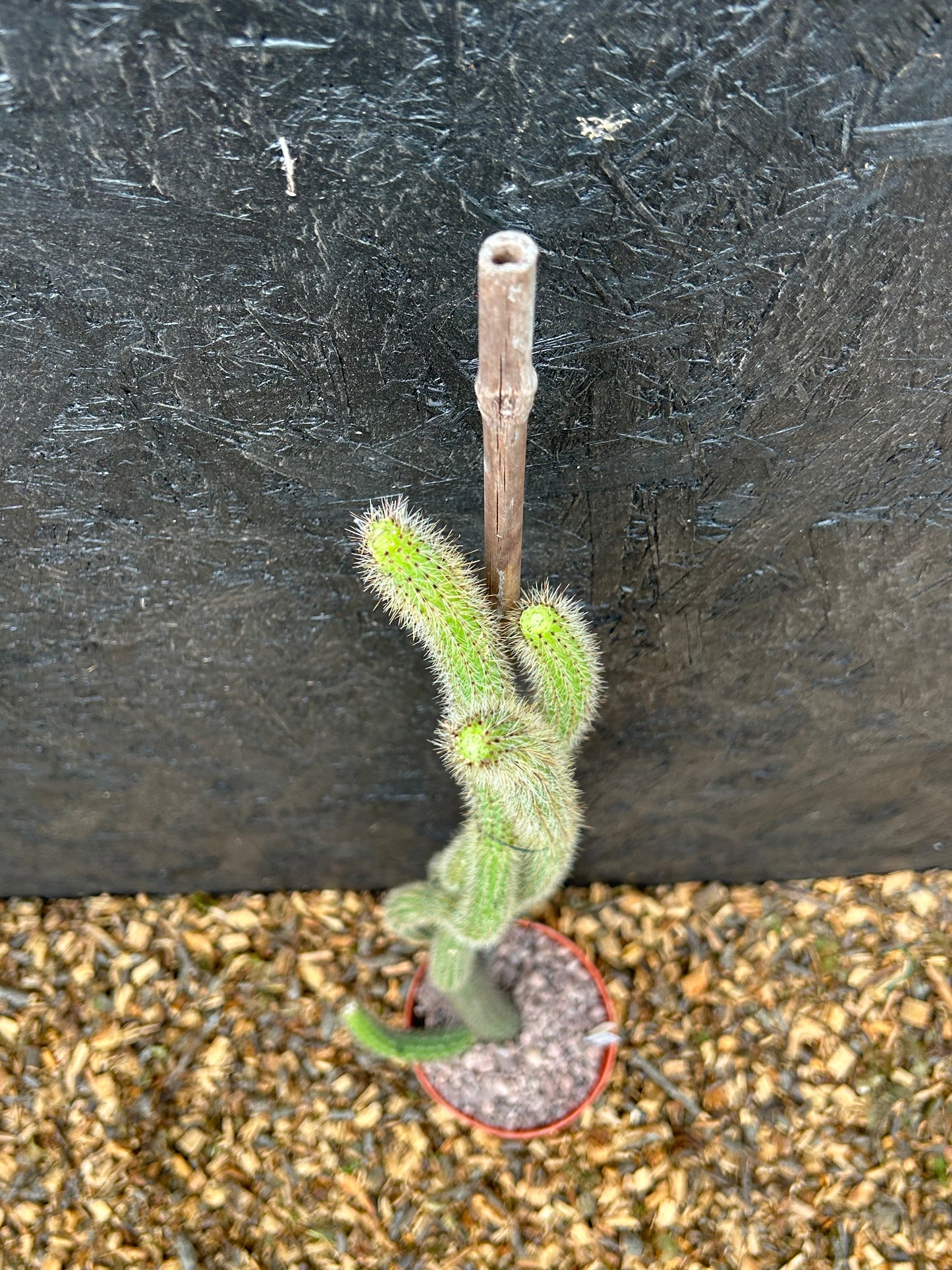Cleistocactus baumannii  (ET58) COLLECTION ONLY