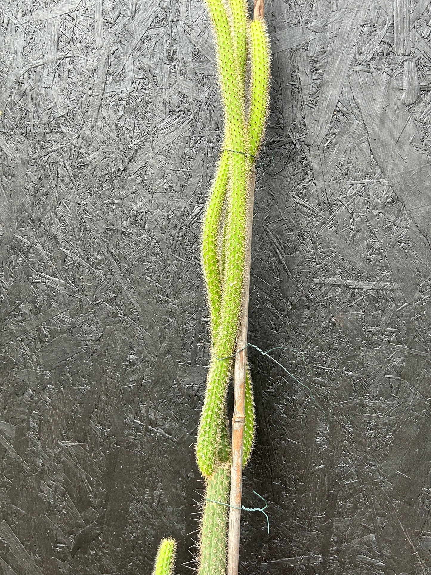 Cleistocactus baumannii  (ET58) COLLECTION ONLY