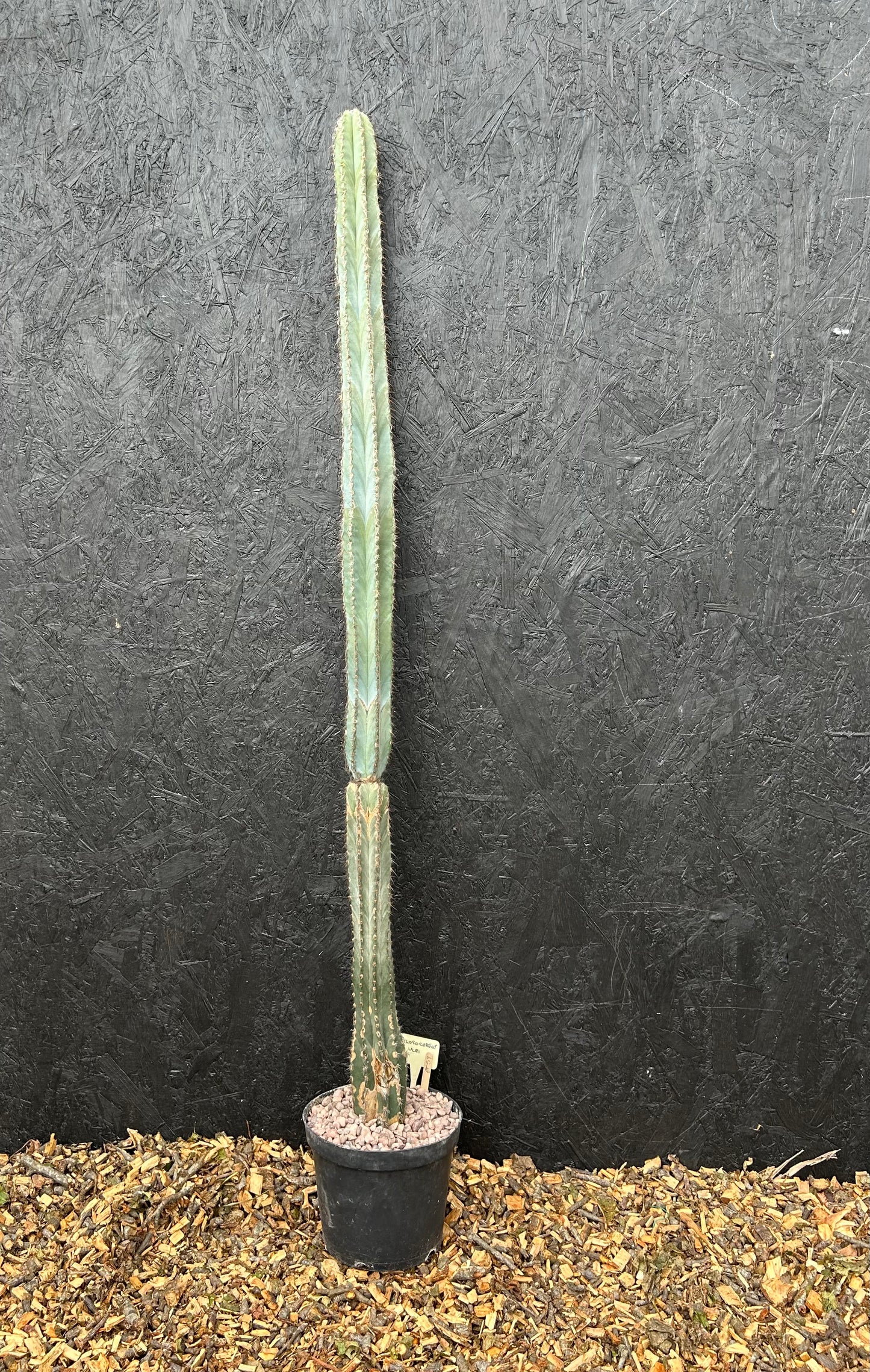 Pilosocereus ulei (ET59) COLLECTION ONLY