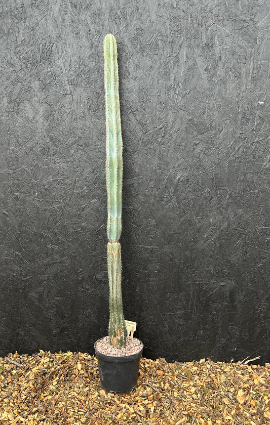 Pilosocereus ulei (ET59) COLLECTION ONLY